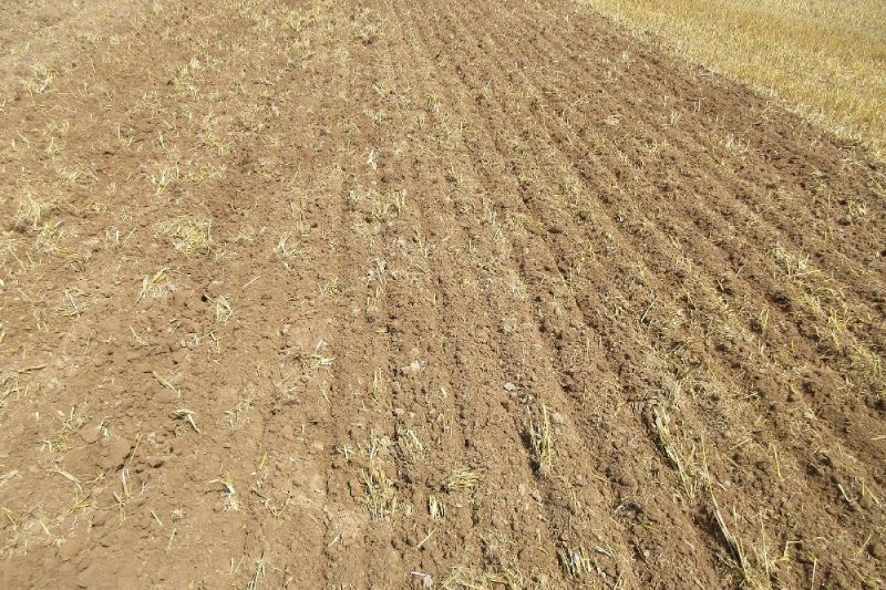 Deep tillage with preservation of the soil moisture before the seeding of oil seed rape 3