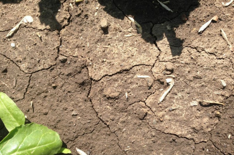 soil crust few hours after rainf